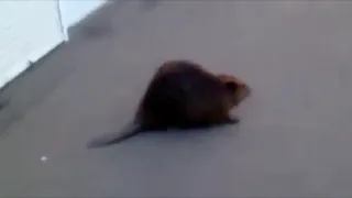 Slavic Beaver Meme Compilation