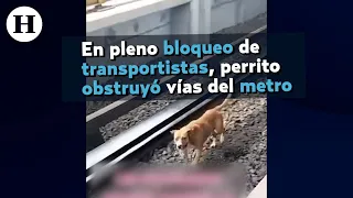 PERRITO bloqueando la LÍNEA del METRO 🐶