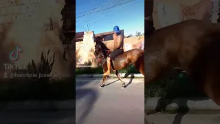 meu cavalo e show