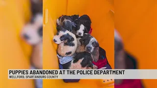 Police: Don't leave puppies outside our station