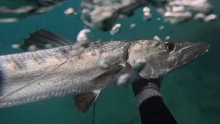 Spearing Barracuda At Boca Inlet