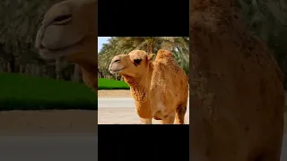 The voice of the camel #shorts