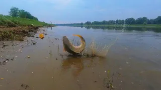 Первые летние сазаны Рыбалка на Ахтубе с ночевкой