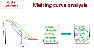 Melting curve analysis