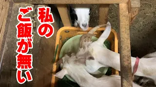 私のが無い…　ヤギの黒クリ姉妹のお食事タイム　2020年8月23日　Goat