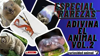 RETO de ADIVINA el Nombre del ANIMAL EXTRAÑO Vol.2  | Test de 25 + 1 Animales |¿Cuántos conoces😜