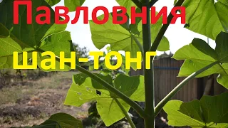 Павловния  ШАН-ТОНГ на 19 сентября 2020