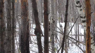 Медведи в Керженском заповеднике