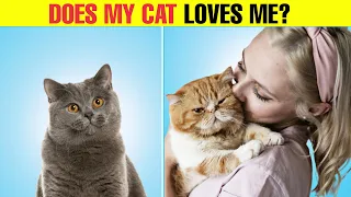 6 Signs Your Cat Actually Loves You