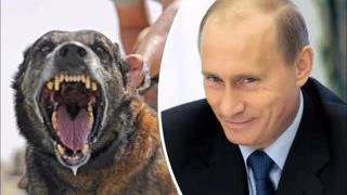 Putin builds secret army of CLONE dogs to help Russian police in Siberia