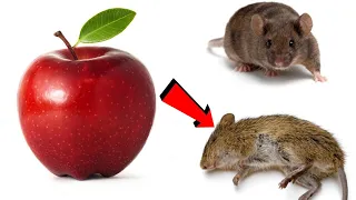 How To Kill Rats Within 2 minutes || Home Remedy |Magic Ingredient | Mr. Maker