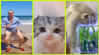 Cats Will Make You LAUGH YOUR HEAD OFF 😂😹 || Funny Cat Complition ||Funny Cat Reaction || Cats Fails