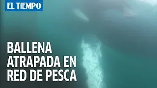 Avistan en la isla Gorgona una ballena atrapada en red de pesca