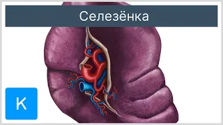 Селезёнка - Анатомия человека | Kenhub