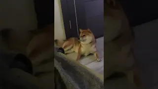 Shiba inu разговаривает