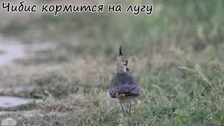 Наблюдение за птицами. Чибис. Vanellus vanellus. Birdwatching. Lapwing.