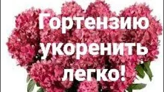 Укореняю Металику,Бонфаер,Пиксио🌱 Самарская Лидия- выпадов нет!!👍👌