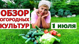 Обзор ОГОРОДА на 1 июля. Заморозки не смогли испортить начало сбора урожая