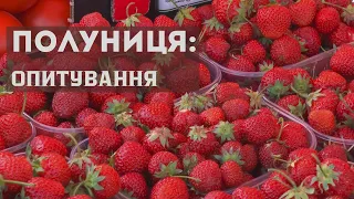 "Надвірнянська полуниця": яка ситуація на ринку?