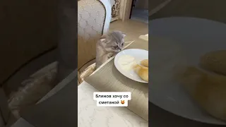 блинов хочу со  сметаной 😻