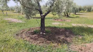 Los olivos regenerando la tierra 2024