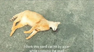 Attempt To Rescue a Sand Cat in a car accident but lost life Emotional Burial of Cat.( RIP) 😢😢