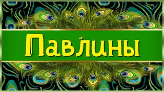 Релакс Павлины Переходы для Proshow Producer