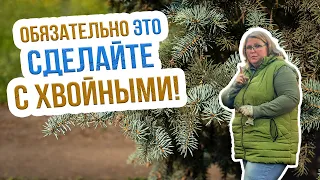 ЧТО НУЖНО ЗНАТЬ о подготовке хвойных к зиме? Как подготовить хвойные растения к зиме