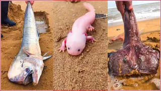 Seafood/TikTok Aktivitas Nelayan Cina Berburu Beragam Hewan Laut disekitar Pantai 🐙🦐🦑 Sea Creatures.