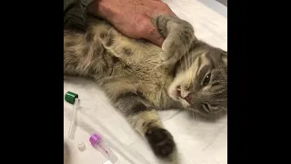 Реактивные судороги у кошки / Reactive Seizures in a Cat