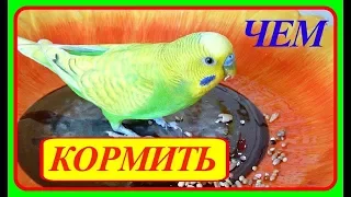 ПОКУПКИ ИЗ ЗООМАГАЗИНА/ЧЕМ Я КОРМЛЮ ВОЛНИСТОГО ПОПУГАЯ/ЛЮБИМАЯ ЕДА ПОПУГАЯ/зеленый попугайчик TV