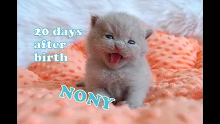 British kitten Nony 20 days after birth