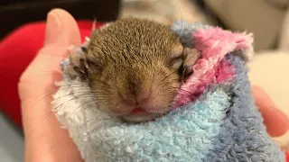 Woman finds a baby squirrel on her driveway. Her response will melt anyone's heart.