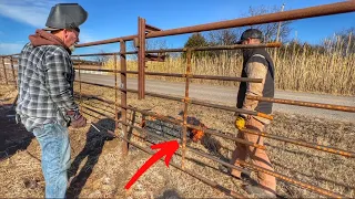 How To Hang Bison Tough Continuous Fence Panels!