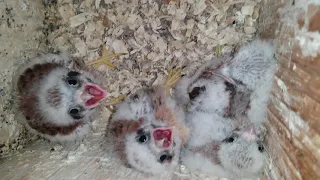 Bird, Kestrel Chicks in Nest