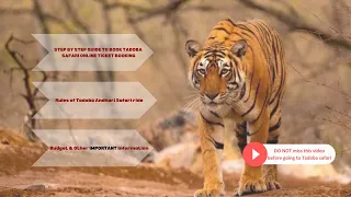 How to book Tadoba safari tickets online | Rules of Tadoba Safari | Budget | Tadoba Andhari Safari