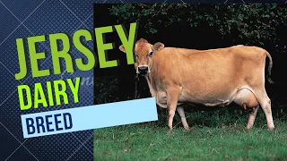 JERSEY DAIRY BREED | JERSEY CATTLE MILK PRODUCTION