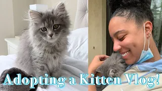 I GOT A KITTEN! | THE FIRST FEW DAYS, ADOPTION STORY, NAME REVEAL