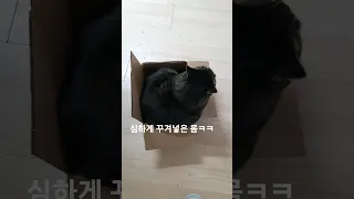 비싼 거 다 필요 없다옹~이게 최고다옹~/ I like paper boxes more than expensive items