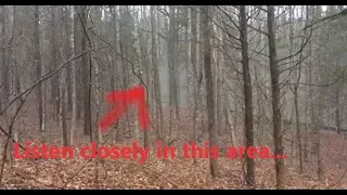 Mysterious Sounds And Movement Coming From Frightening Foggy Forest