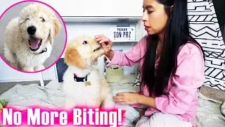 Puppy BITES HARD! How to Train GENTLE on Command when taking Treats!