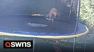 Adorable video shows two foxes BOUNCING on family's trampoline | SWNS