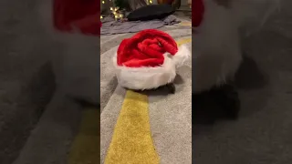 Tortoise Walks Around Wearing Santa Cap - 1394803