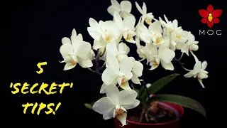 5 Awesome Orchid Tips you won't learn from Books! 🤫 - Orchid Care for Beginners