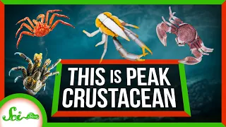 This Is What Peak Crustacean Looks Like