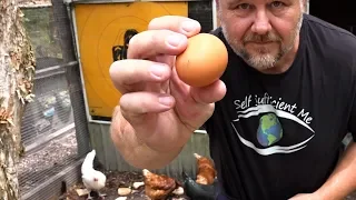 5 Reasons to Keep Chickens