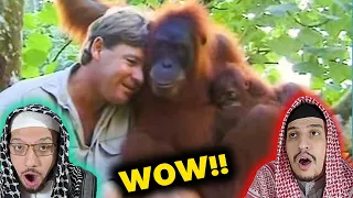 Arab Muslim Brothers React To Steve Irwin Has Emotional Encounter With Mother Orangutan.