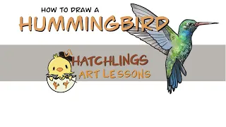 How to draw a hummingbird Hatchlings Art lessons