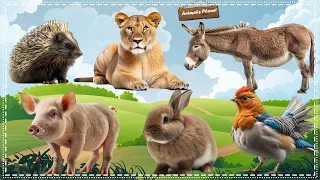 The Funniest Animal Sounds on Earth: Lioness, Porcupine, Donkey, Pig, Rabbit, Chicken, Donkey