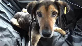 Starving Sad Dog Waiting 8 Years To Be Rescued Didn’t Lose Hope That A Miracle Will Happen